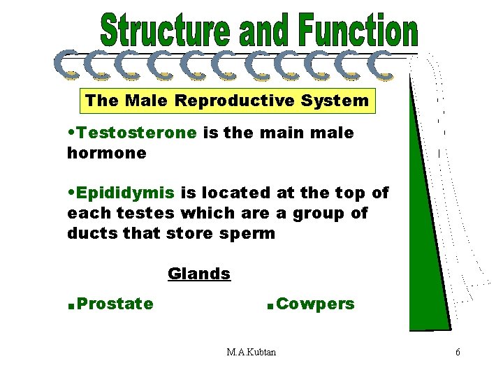 Testosterone The Male Reproductive System • Testosterone is the main male hormone • Epididymis