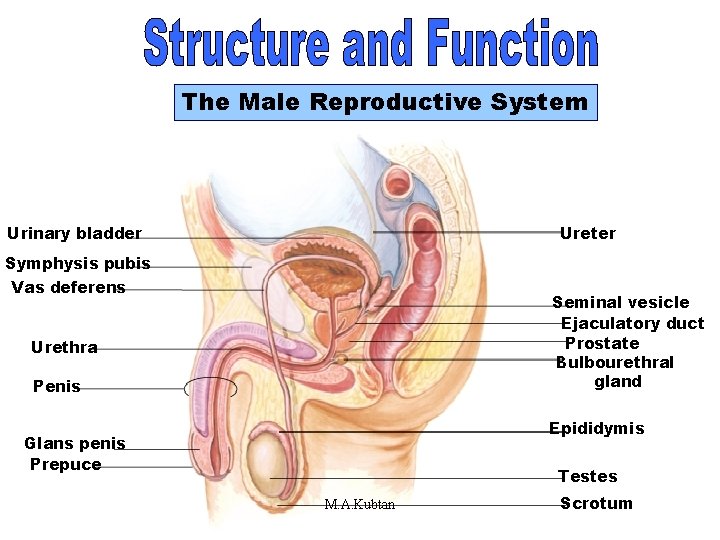 Structure and Function The Male Reproductive System Urinary bladder Ureter Symphysis pubis Vas deferens