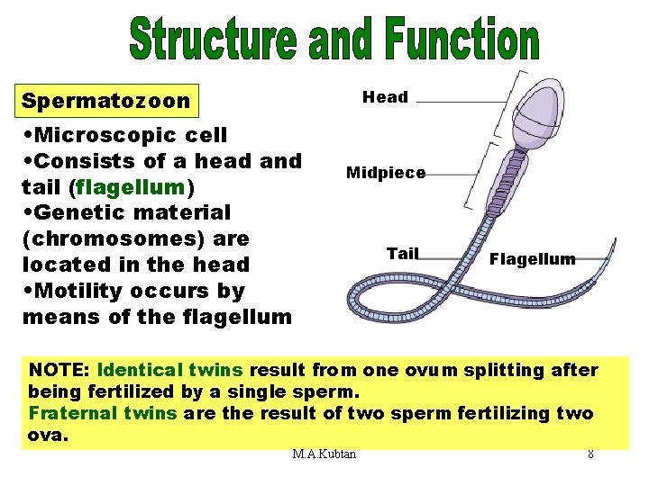 Spermatozoon Head • Microscopic cell • Consists of a head and tail (flagellum) •