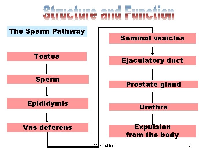 Sperm Pathway The Sperm Pathway Seminal vesicles Testes Ejaculatory duct Sperm Prostate gland Epididymis