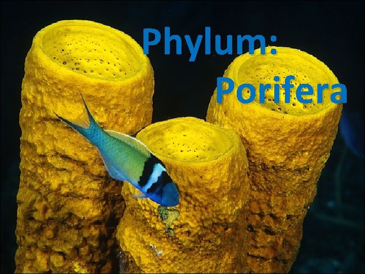Phylum: Porifera 