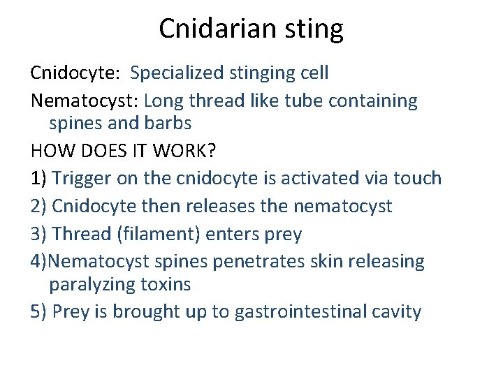 Cnidarian sting Cnidocyte: Specialized stinging cell Nematocyst: Long thread like tube containing spines and