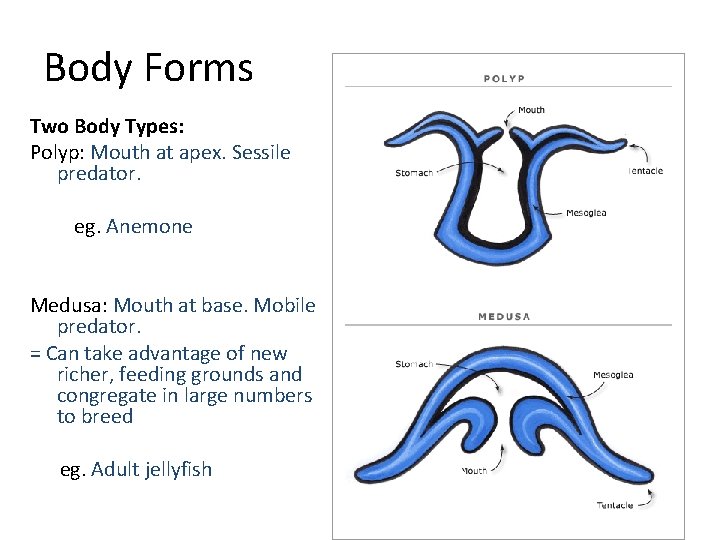 Body Forms Two Body Types: Polyp: Mouth at apex. Sessile predator. eg. Anemone Medusa: