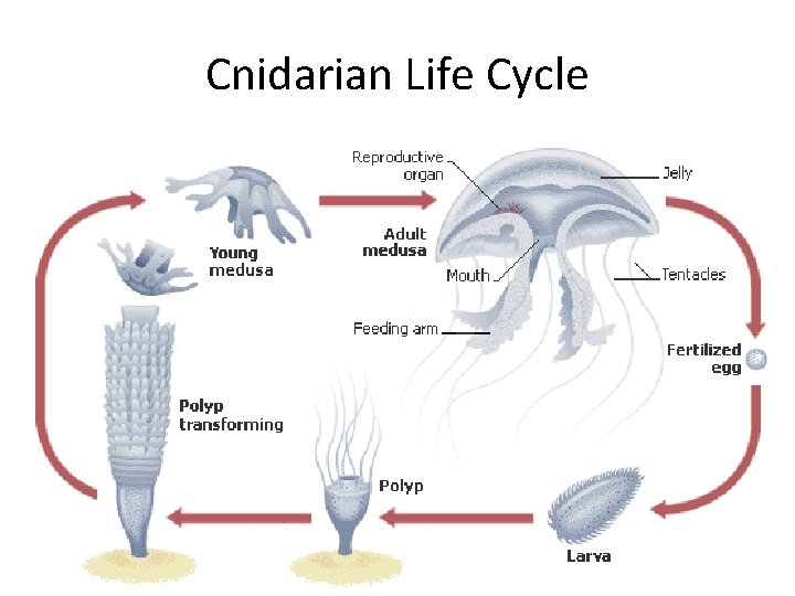 Cnidarian Life Cycle 