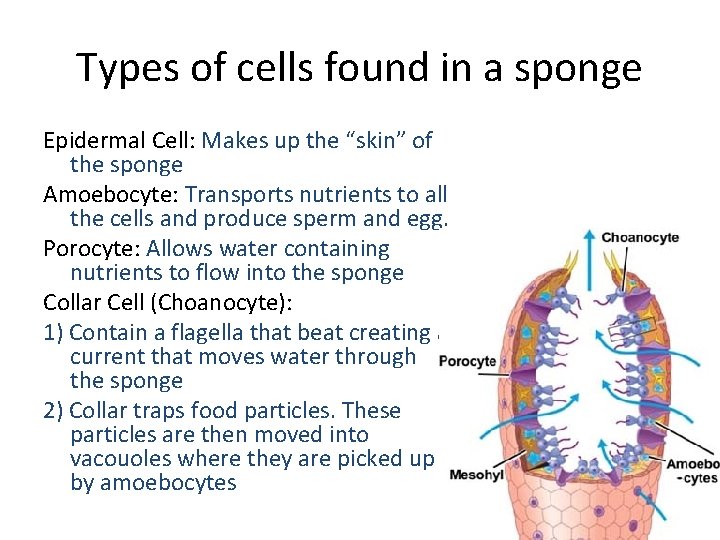 Types of cells found in a sponge Epidermal Cell: Makes up the “skin” of