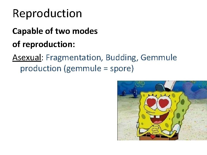 Reproduction Capable of two modes of reproduction: Asexual: Fragmentation, Budding, Gemmule production (gemmule =