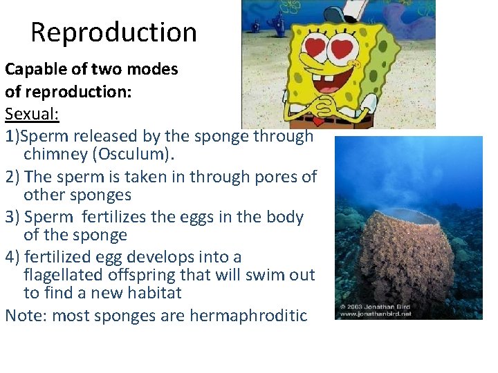 Reproduction Capable of two modes of reproduction: Sexual: 1)Sperm released by the sponge through