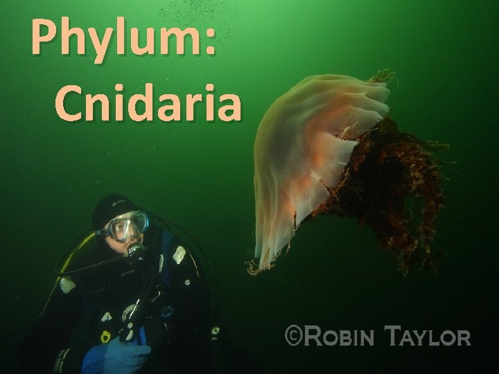 Phylum: Cnidaria 