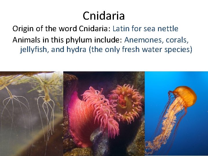 Cnidaria Origin of the word Cnidaria: Latin for sea nettle Animals in this phylum