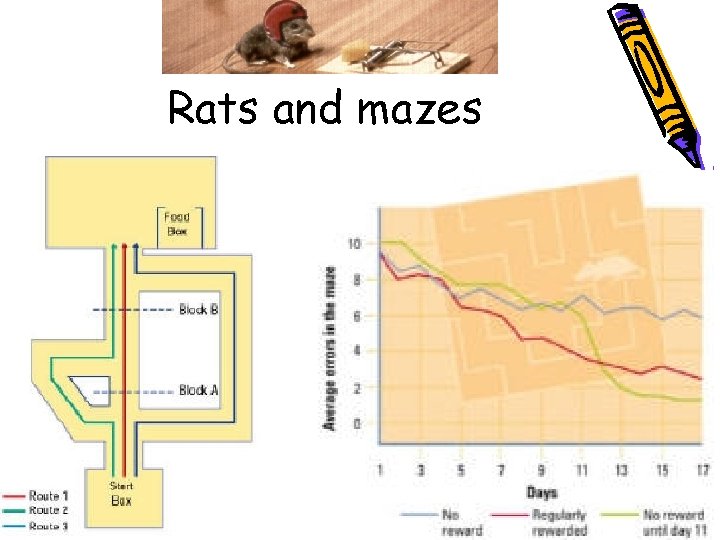 Rats and mazes 