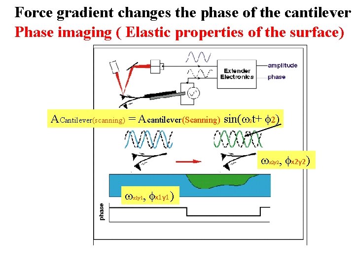 Force gradient changes the phase of the cantilever Phase imaging ( Elastic properties of