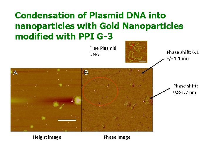 Condensation of Plasmid DNA into nanoparticles with Gold Nanoparticles modified with PPI G-3 Free