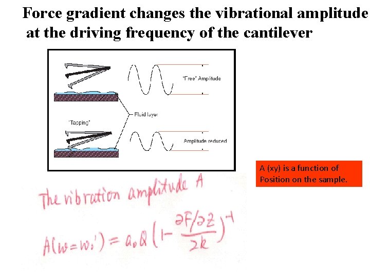 Force gradient changes the vibrational amplitude at the driving frequency of the cantilever A