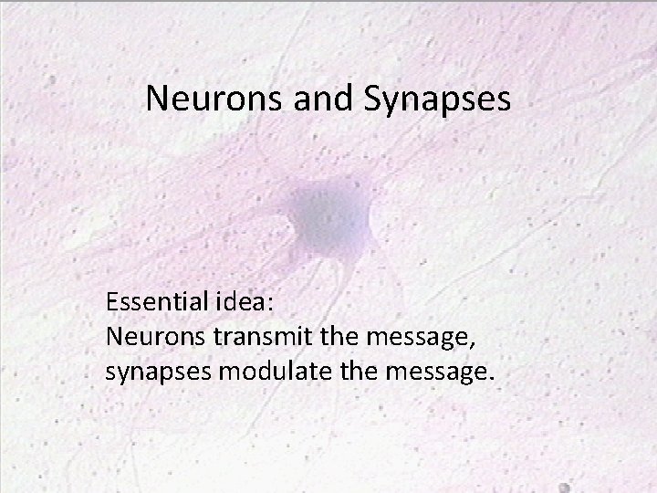 Neurons and Synapses Essential idea: Neurons transmit the message, synapses modulate the message. 