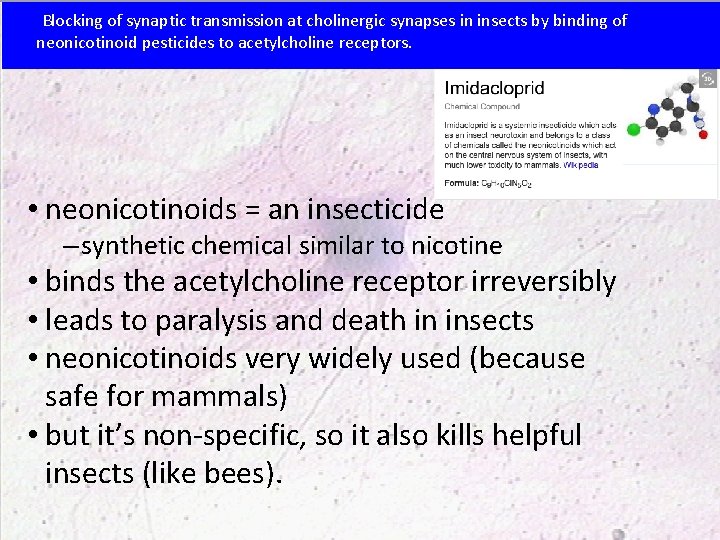 Blocking of synaptic transmission at cholinergic synapses in insects by binding of neonicotinoid pesticides