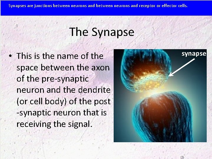 Synapses are junctions between neurons and receptor or effector cells. The Synapse • This