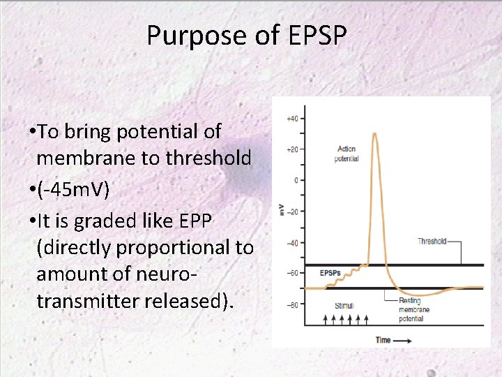 Purpose of EPSP • To bring potential of membrane to threshold • (-45 m.