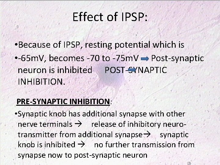 Effect of IPSP: • Because of IPSP, resting potential which is • -65 m.