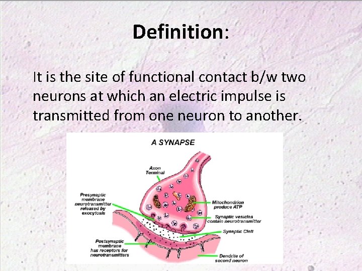 Definition: It is the site of functional contact b/w two neurons at which an