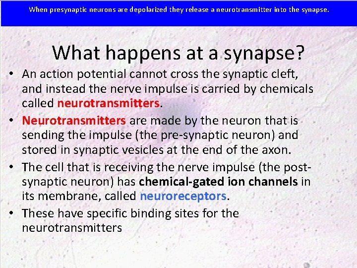 When presynaptic neurons are depolarized they release a neurotransmitter into the synapse. What happens