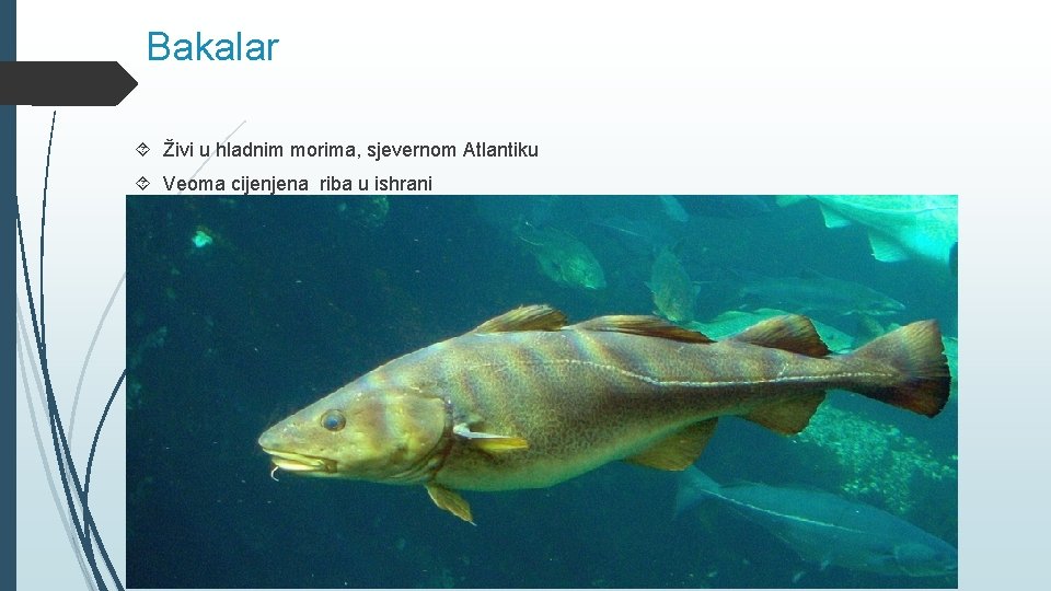 Paklara Riba BIOLOGIJA RAZRED VIIIosmi Datum 28 04 2020 god