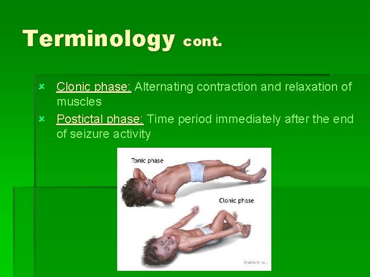 Terminology cont. û Clonic phase: Alternating contraction and relaxation of muscles û Postictal phase: