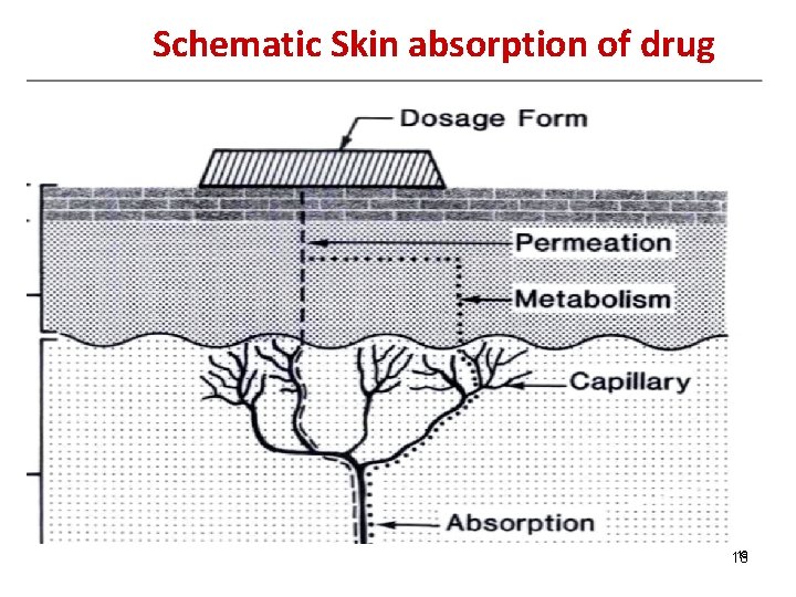 Schematic Skin absorption of drug 18 18 