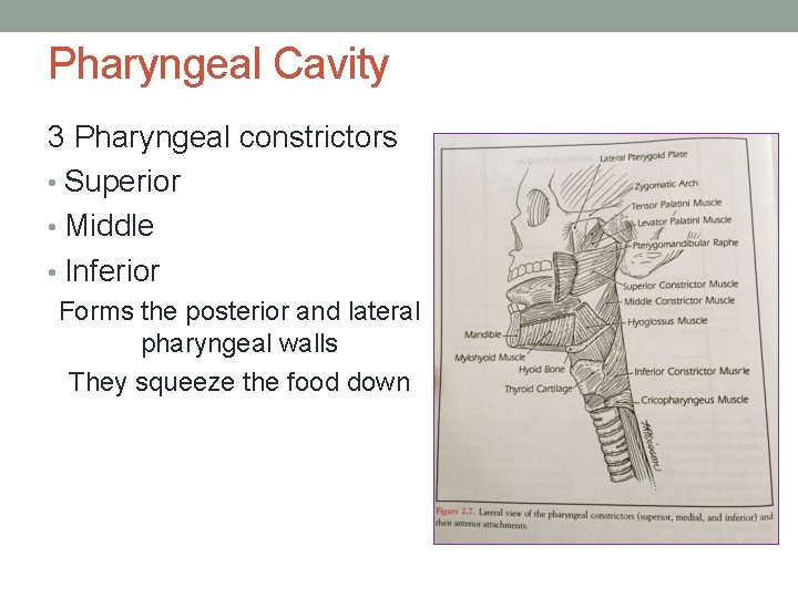 Pharyngeal Cavity 3 Pharyngeal constrictors • Superior • Middle • Inferior Forms the posterior