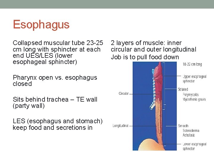 Esophagus Collapsed muscular tube 23 -25 cm long with sphincter at each end UES/LES