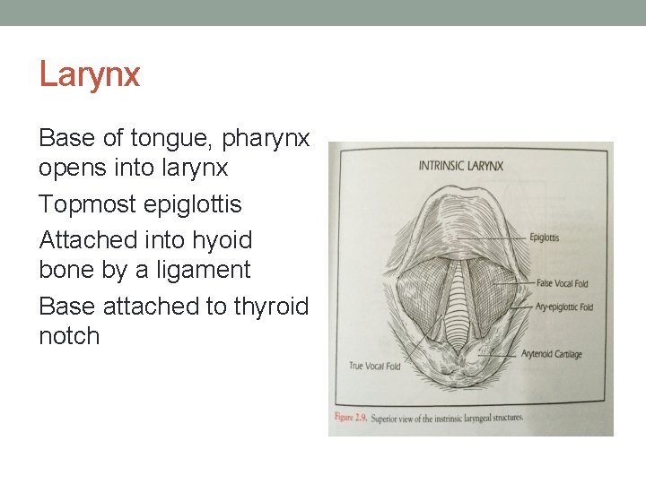 Larynx Base of tongue, pharynx opens into larynx Topmost epiglottis Attached into hyoid bone