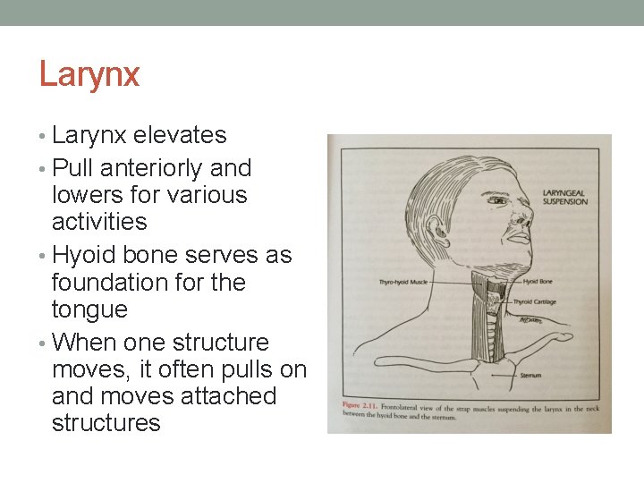 Larynx • Larynx elevates • Pull anteriorly and lowers for various activities • Hyoid