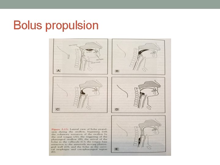 Bolus propulsion 