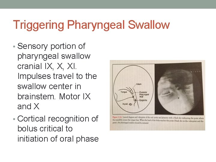 Triggering Pharyngeal Swallow • Sensory portion of pharyngeal swallow cranial IX, X, XI. Impulses