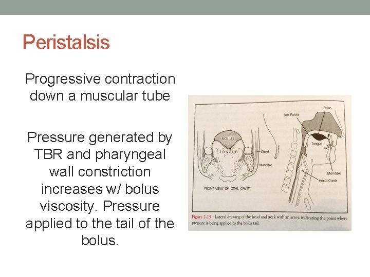 Peristalsis Progressive contraction down a muscular tube Pressure generated by TBR and pharyngeal wall