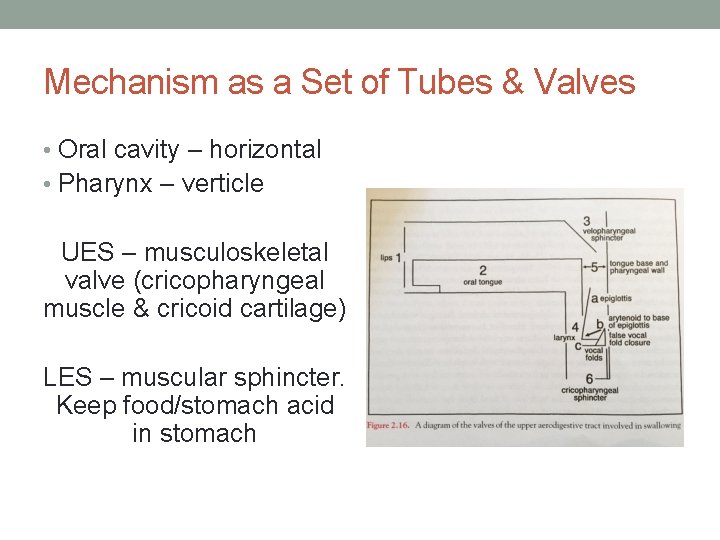 Mechanism as a Set of Tubes & Valves • Oral cavity – horizontal •