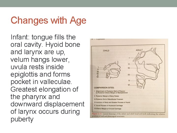 Changes with Age Infant: tongue fills the oral cavity. Hyoid bone and larynx are