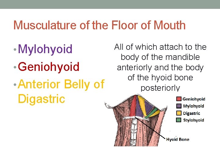 Musculature of the Floor of Mouth • Mylohyoid • Geniohyoid • Anterior Belly of