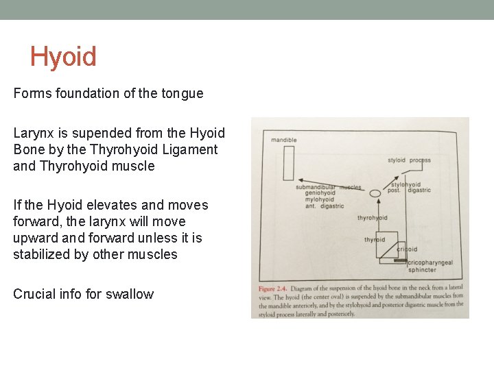 Hyoid Forms foundation of the tongue Larynx is supended from the Hyoid Bone by