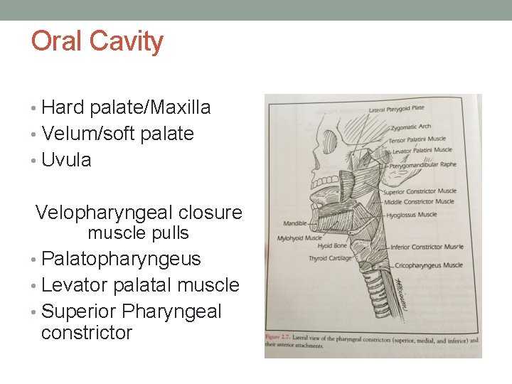 Oral Cavity • Hard palate/Maxilla • Velum/soft palate • Uvula Velopharyngeal closure muscle pulls