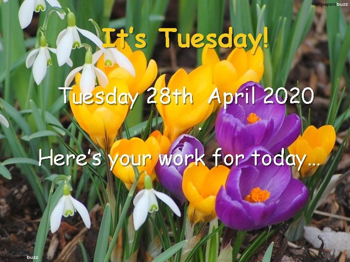 It’s Tuesday! Tuesday 28 th April 2020. Here’s your work for today… 