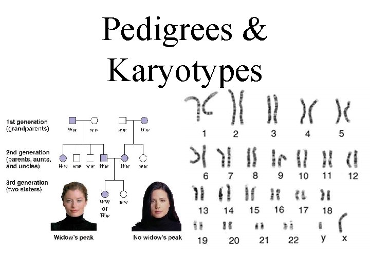 Pedigrees & Karyotypes 