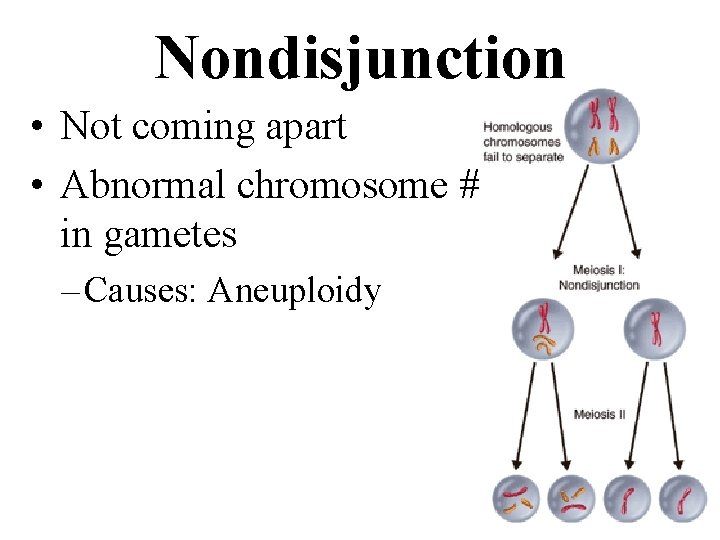 Nondisjunction • Not coming apart • Abnormal chromosome #s in gametes – Causes: Aneuploidy