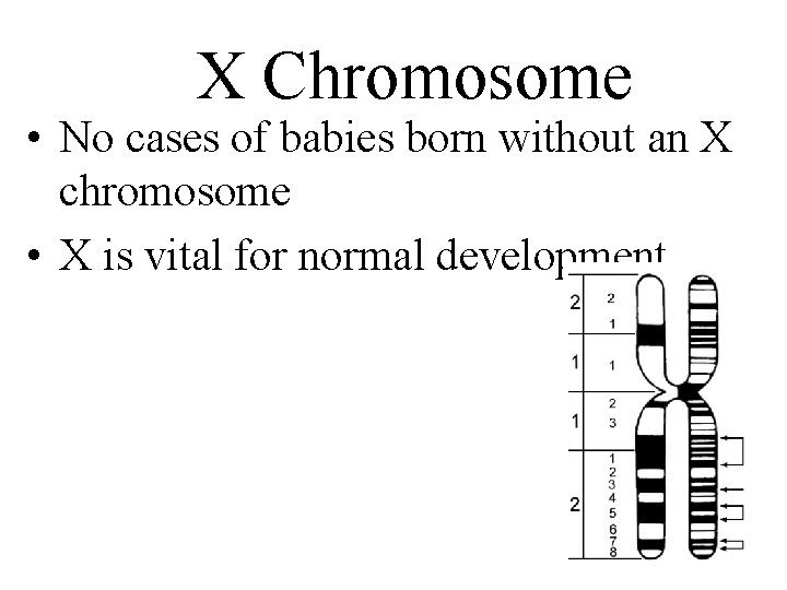 X Chromosome • No cases of babies born without an X chromosome • X
