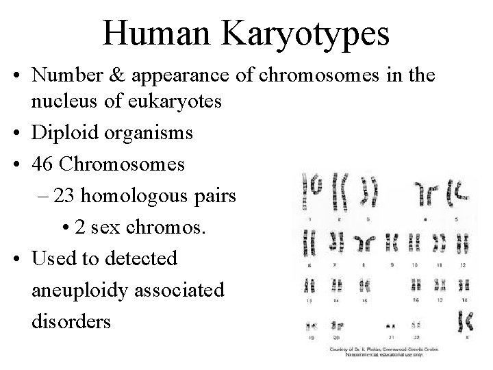 Human Karyotypes • Number & appearance of chromosomes in the nucleus of eukaryotes •