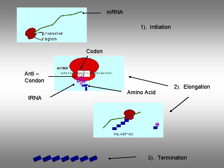 m. RNA 1). Initiation Codon Anti – Condon Amino Acid t. RNA M H