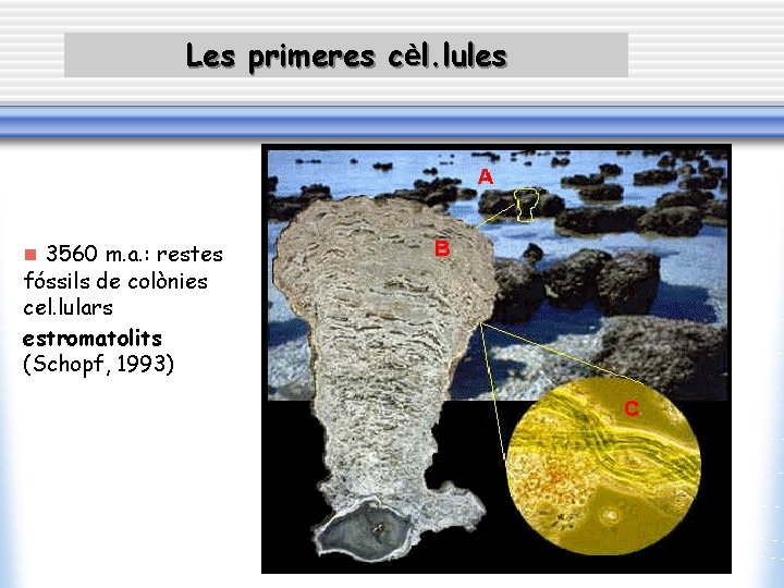 Les primeres cèl. lules n 3560 m. a. : restes fóssils de colònies cel.