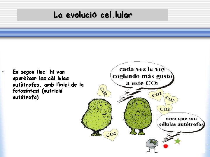 La evolució cel. lular • En segon lloc hi van aparèixer les cèl. lules