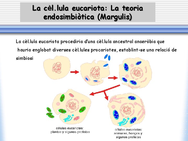 La cèl. lula eucariota: La teoria endosimbiòtica (Margulis) La cèl. lula eucariota procediria d’una