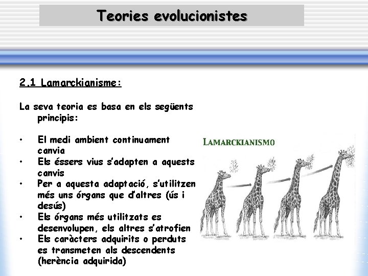 Teories evolucionistes 2. 1 Lamarckianisme: La seva teoria es basa en els següents principis: