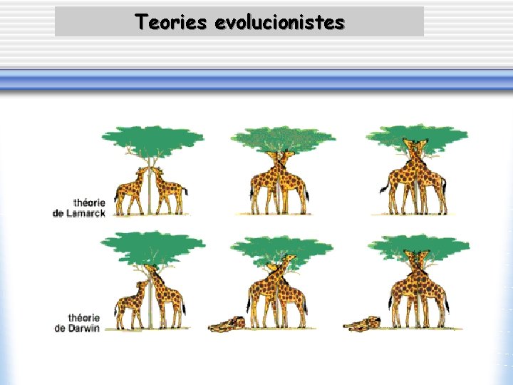 Teories evolucionistes 